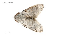 藏品(織結麗毒蛾)的圖片